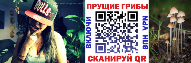 Купить  Славск  Галлюциногенные грибы мицелий 